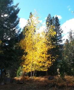 Golden Birch