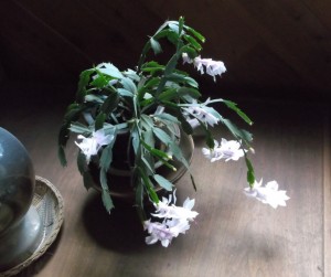 Holiday Cactus