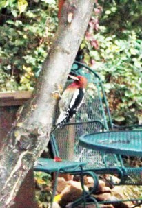 Woodpecker