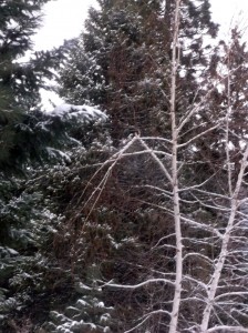 30 Dec 2015 Broken Birch Branch