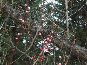 Apricot Buds