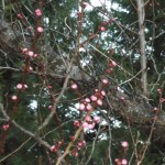 Apricot Buds