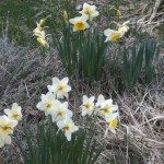 Daffodills