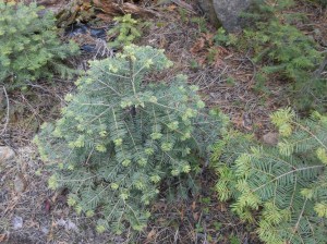 New Fir Growth