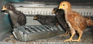 Chicks