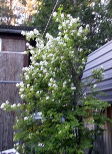 Mock Orange