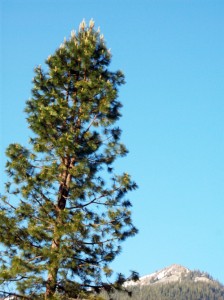 Pine