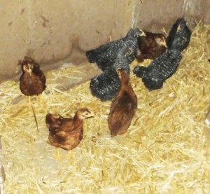 Pullets