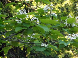 Catalpa