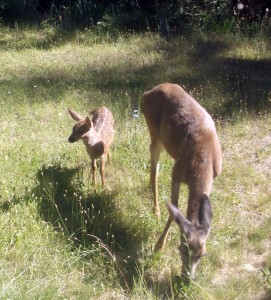 Doe and Fawn