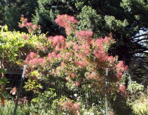 Smoke Tree