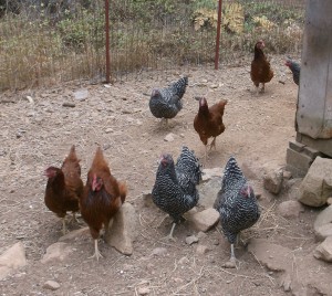 pullets