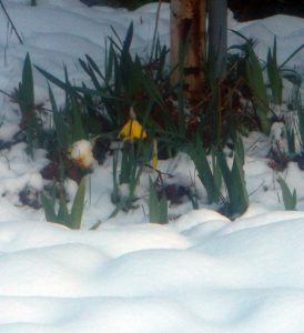 Daffodils in Snow